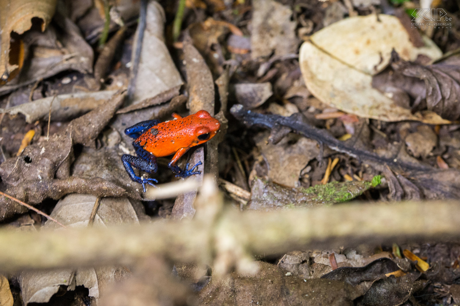 La Selva - Strawberry poison dart frog The strawberry poison-dart frog (oophaga pumilio or dendrobates pumilio) is a very small (1.7-2cm) and colorful but toxic  frog  which is often found in humid lowland forests. Stefan Cruysberghs